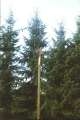 Judafest 2001 (9)
